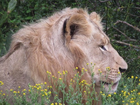 South Africa lion
